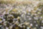 Wild Flowers