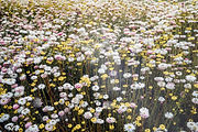 Wild Flowers