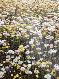 Wild Flowers