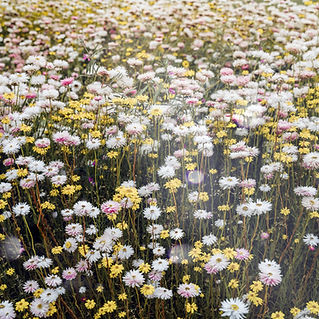 Wild Flowers