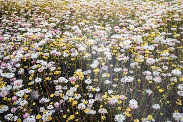Wild Flowers