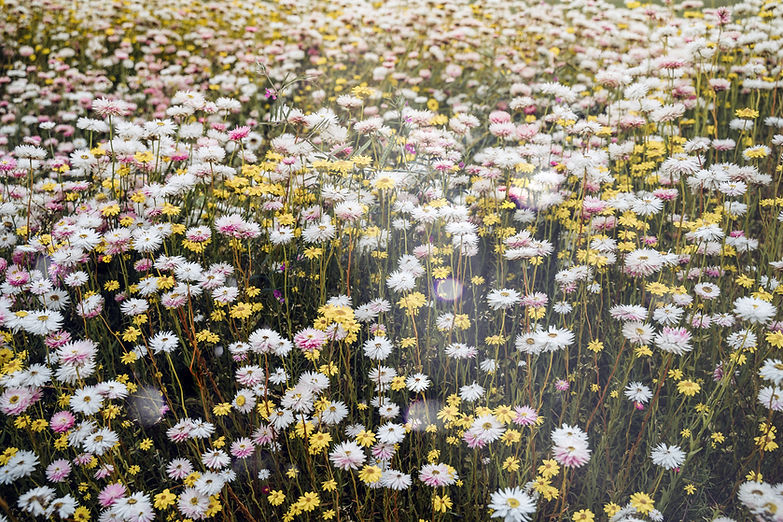Wild Flowers