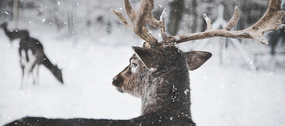 Hirsche im Schnee