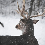 Deer in Winter