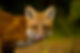 A Red Fox licking its nose