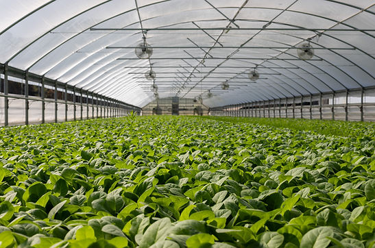 Plantas Cobertas