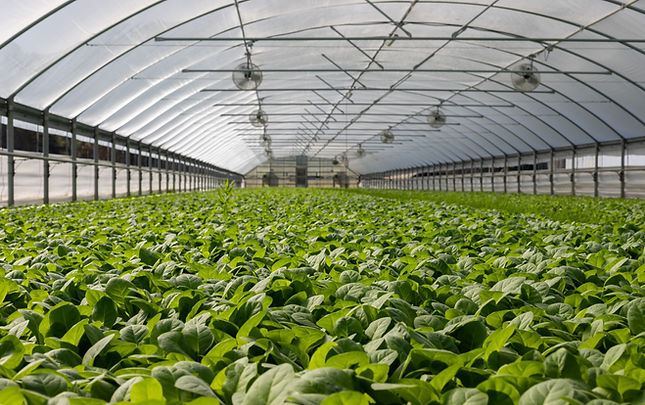 Covered Plants