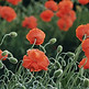 Mohnblumen