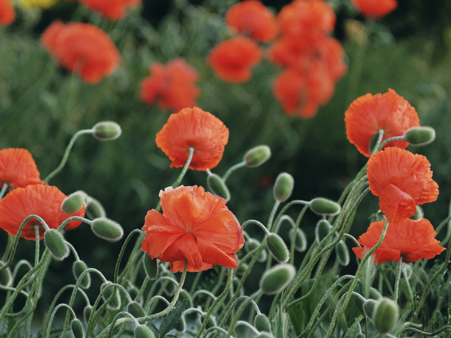 Vallmoblommor.