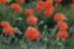 Poppies