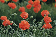 Coquelicots