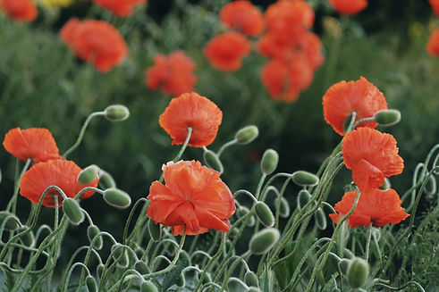 Coquelicots