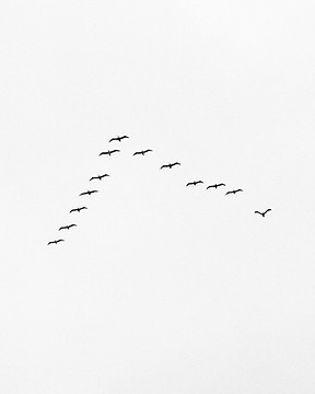 Bandada volando en V