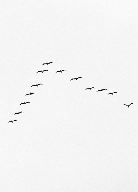 Flock of Birds