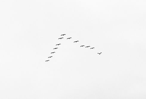 Flock of Birds