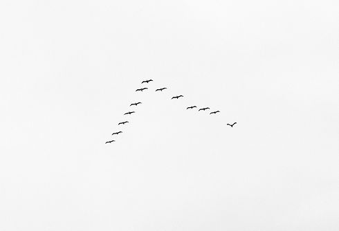 Flock of Birds