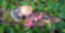 Vietnamese woman harvesting water lilies with her son on a boat in Dong Thap, Vietnam