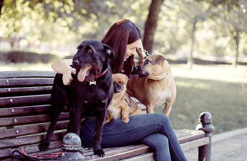 Dogs on a Bench