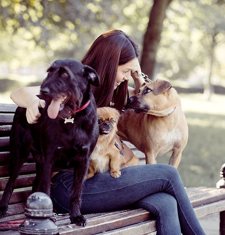 Dogs on a Bench