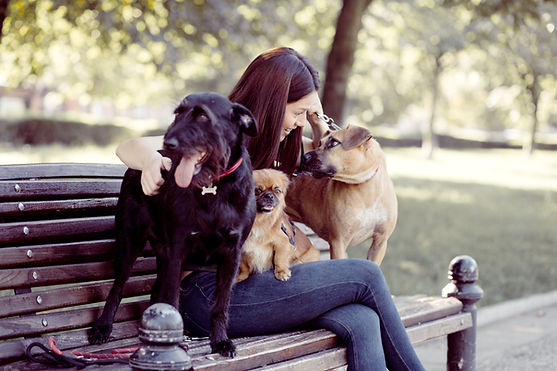Dogs on a Bench