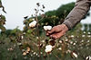 Hand Picking Cotton