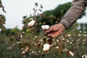 Cotton Plant