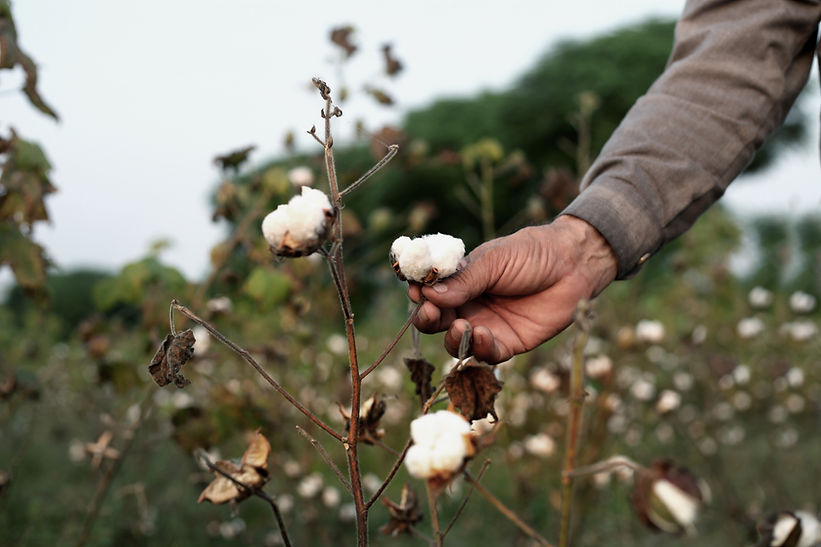 Plant de coton