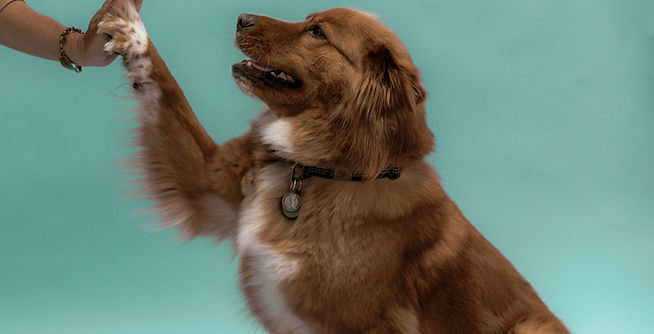 Dog Giving High-Five