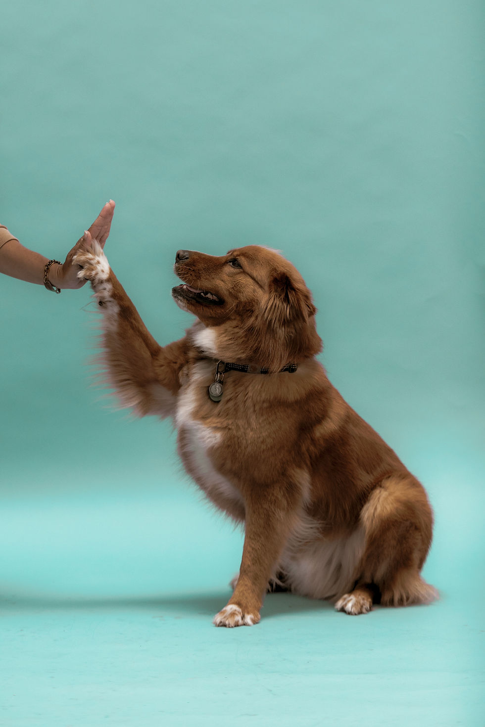 Chien donnant un high-five