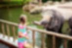 Feeding a Baby Elephant