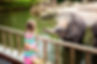 Girl Feeding Elephant