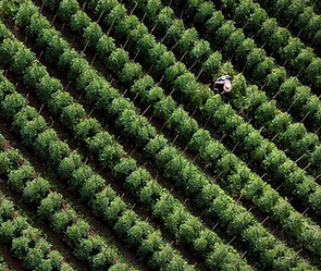 Farmer In Greenfield