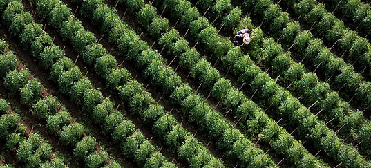 Moestuin