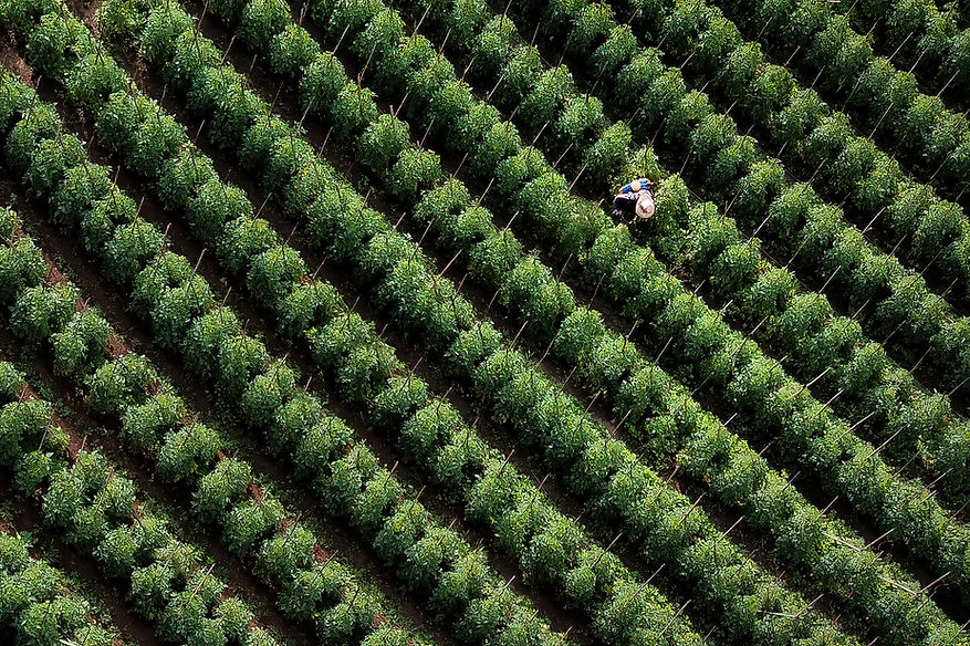 Farmer In Greenfield
