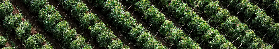 Vegetable Garden