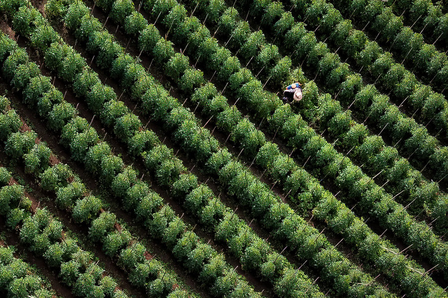 Rows of plants on a farm, photographed by a drone at a height