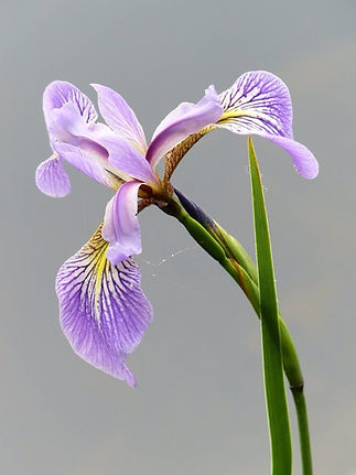 Close-Up Of Iris Against Gray Background