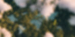 Avión amarillo sobre el bosque