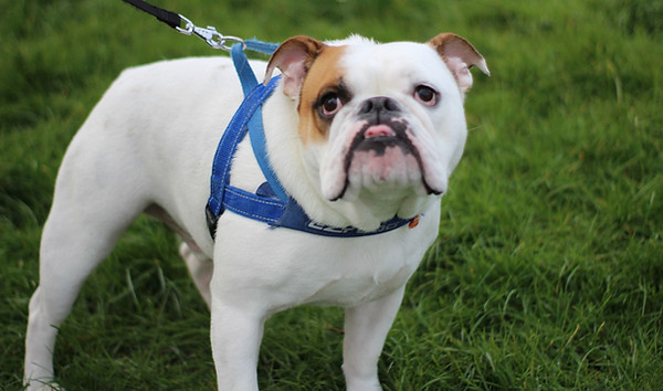 Dog on Leash