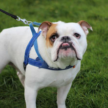 Are Dog Training E-Collars Effective?