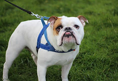 Leash-trained dog standing confidently, reflecting structured walking and training