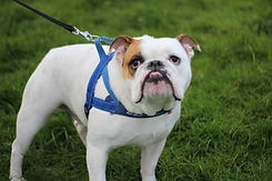 Dog on Leash