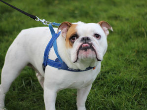 Bulldogs - Know Your Breed