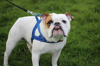 Dog on Leash