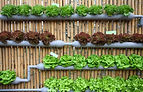 Garden Vocabulary