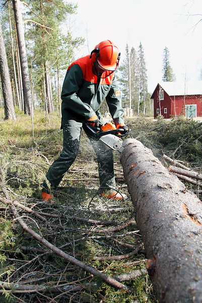 Professional arborist using a chainsaw to section a fallen tree trunk
