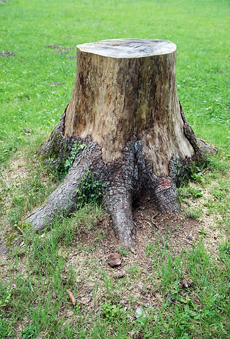 Tree stump on grass