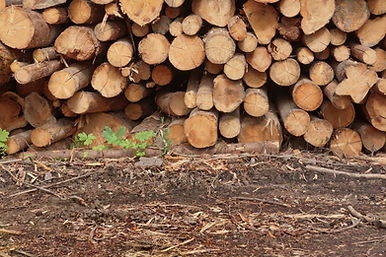 A large stack of cut logs