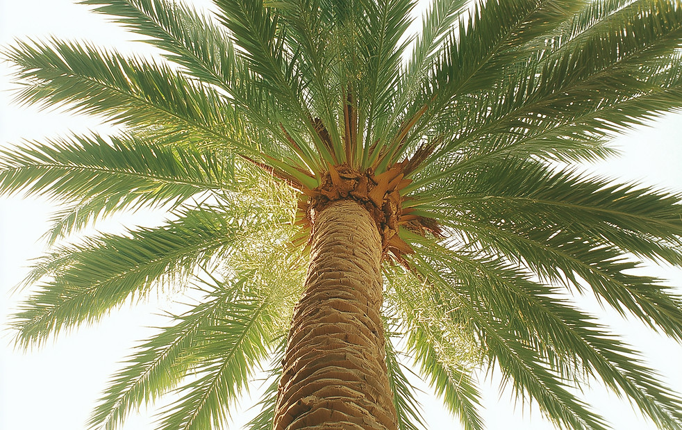 Palmera desde abajo