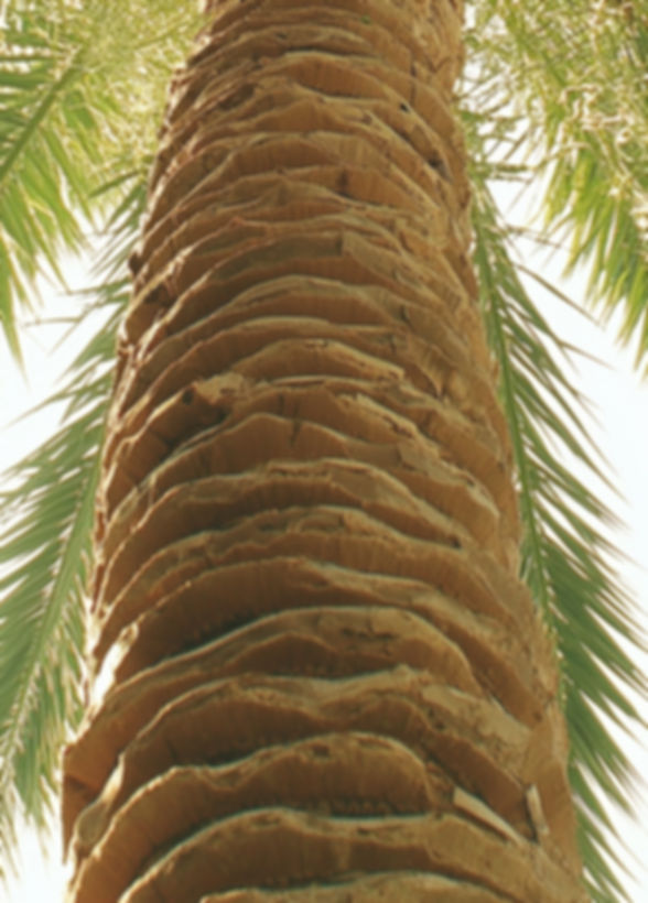 Palm Tree From Below